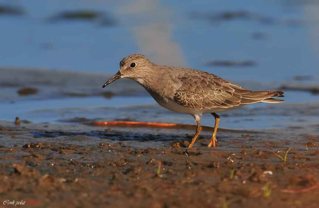 Temminck's Stint